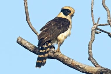Foto de Acauã (Herpetotheres cachinnans)