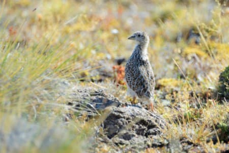 Foto de Agachona Chica (Thinocorus rumicivorus)