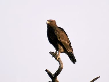 Foto de Águia Gritadeira (Aquila chrysaetos)