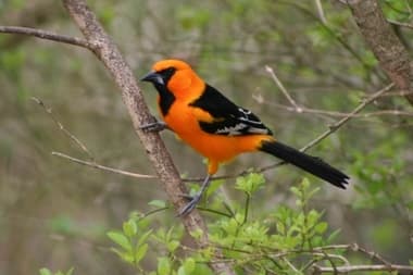Foto de Altamira Oriole (Icterus gularis)
