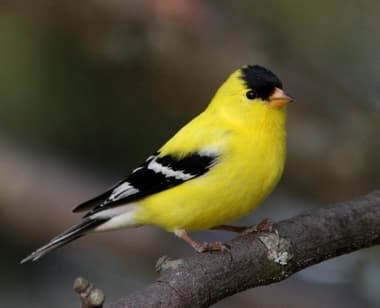Foto de American Goldfinch (Spinus tristis)