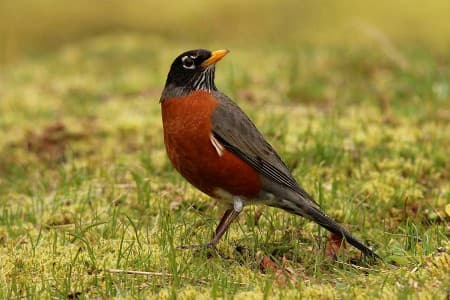 Foto de American Robin (Turdus migratorius)