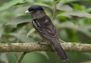 Foto de Anambé Común (Tityra cayana)
