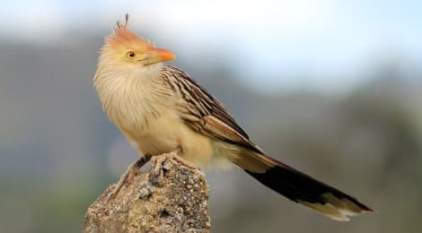 Foto de Anu-Branco (Guira guira)