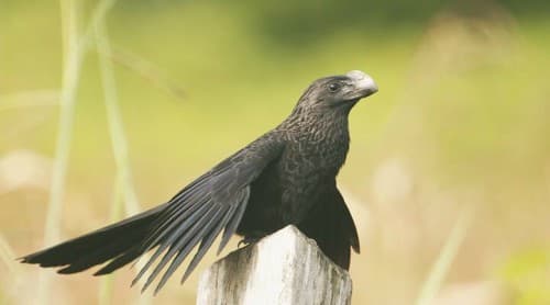 Foto de Anu-Preto (Crotophaga ani)