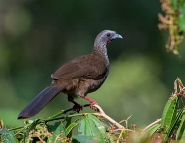 Foto de Aracuã (Ortalis guttata)
