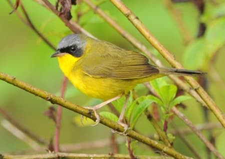 Foto de Arañero Cara Negra (Geothlypis aequinoctialis)