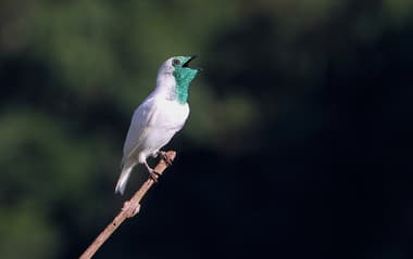 Foto de Araponga-Comum (Procnias nudicollis)