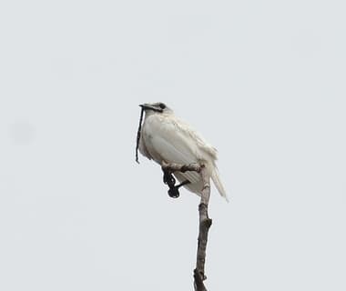 Foto de Araponga da Amazônia (Procnias albus)