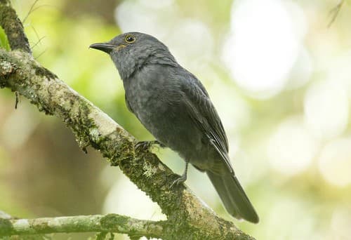 Foto de Arrierito Antioqueño (Grallaricula lineifrons)
