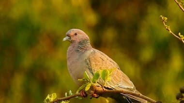 Foto de Asa Branca (Patagioenas picazuro)