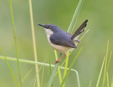 Foto de Ashy Prinia (Prinia socialis)