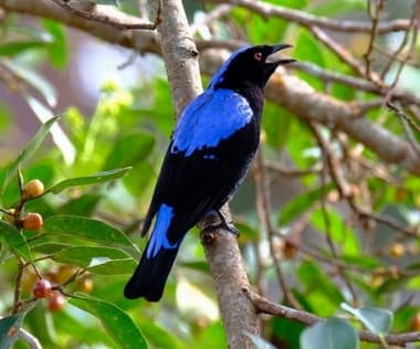 Foto de Asian Fairy Blue Bird (Irena puella)