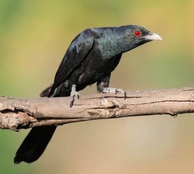 Foto de Asian Koel (Eudynamys scolopaceus)