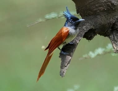 Foto de Asian Paradise Flycatcher (Terpsiphone paradisi)
