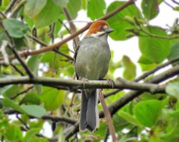 Foto de Atlapetes Orejirrufo (Atlapetes rufinucha)