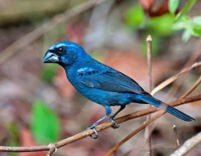 Foto de Azulão (Cyanoloxia brissonii)