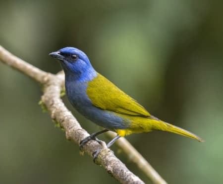Foto de Azulejo Montañero (Anisognathus lacrymosus)
