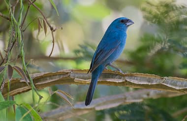 Foto de Azulinho (Cyanoloxia glaucocaerulea)
