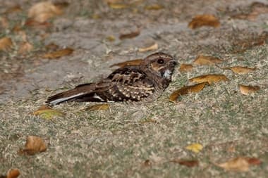 Foto de Bacurau (Nyctidromus albicollis)