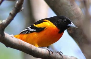 Foto de Baltimore Oriole (Icterus galbula)