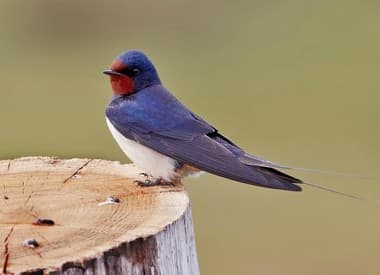 Foto de Barn Swallow (Hirundo rustica)
