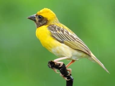Foto de Baya Weaver (Ploceus philippinus)