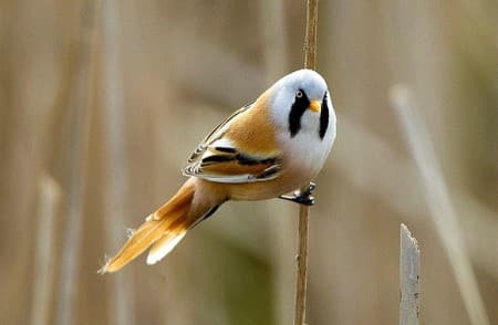 Foto de Bearded Tit (Panurus biarmicus)