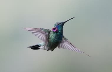 Foto de Beija-Flor-de-Orelha-Violeta (Colibri coruscans)
