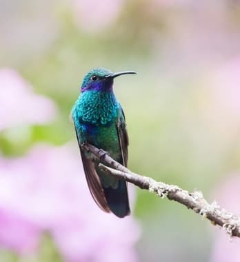 Foto de Beija-Flor-Violeta (Colibri serrirostris)