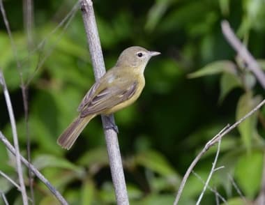 Foto de Bells Vireo (Vireo bellii)