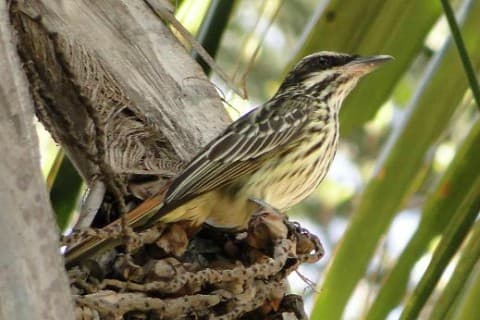 Foto de Bem-te-vi Rajado (Myiodynastes maculatus)