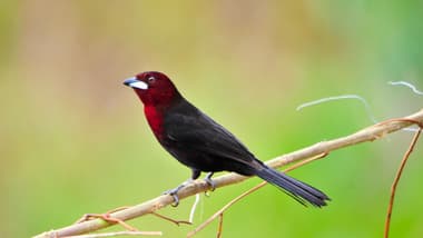 Foto de Bico de Prata (Ramphocelus carbo)