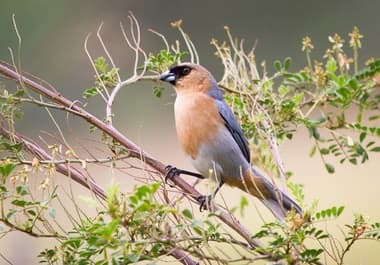 Foto de Bico de Veludo (Schistochlamys melanopis)