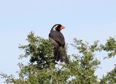 Foto de Pepitero de Collar (Saltator aurantiirostris)