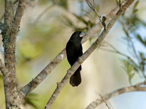 Foto de Bicudo (Sporophila maximiliani)