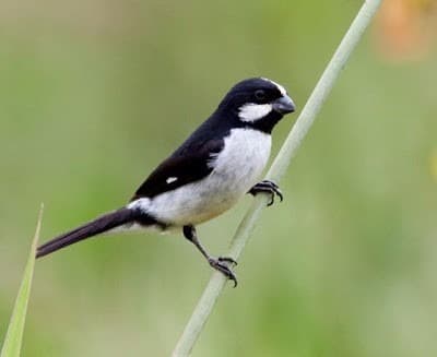 Foto de Bigodinho (Sporophila lineola)