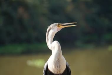 Foto de Biguatinga (Anhinga anhinga)