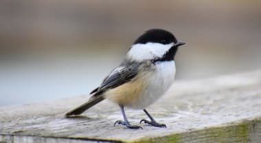 Foto de Black Capped Chickadee (Poecile atricapillus)