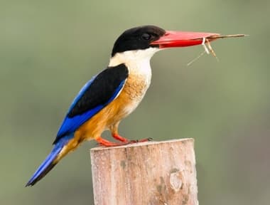 Foto de Black Capped Kingfisher (Halcyon pileata)