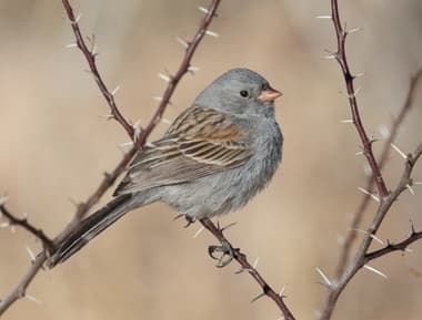Foto de Black Chinned Sparrow (Spizella atrogularis)