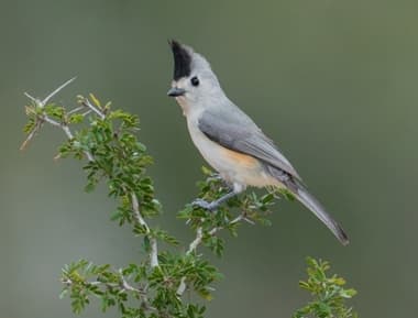 Foto de Black Crested Titmouse (Baeolophus atricristatus)