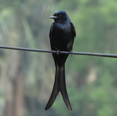 Foto de Black Drongo (Dicrurus macrocercus)