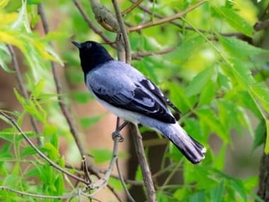 Foto de Black Headed Cuckooshrike (Lalage melanoptera)