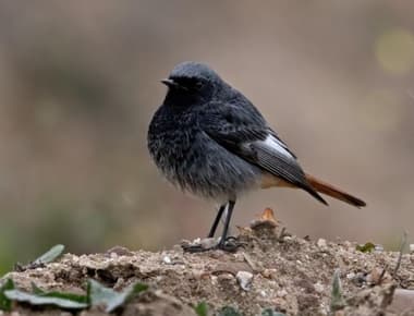 Foto de Black Redstart (Phoenicurus ochruros)