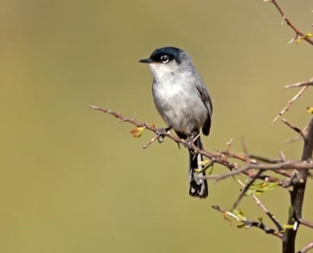 Foto de Black-Tailed Gnatcatcher (Polioptila melanura)