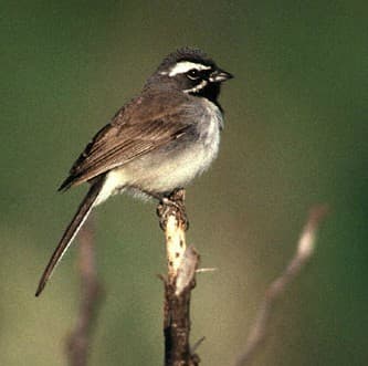 Foto de Black-Throated Sparrow (Amphispiza bilineata)