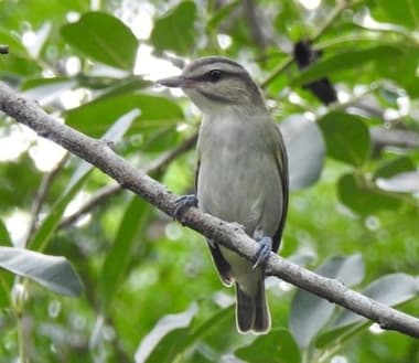 Foto de Black Whiskered Vireo (Vireo altiloquus)
