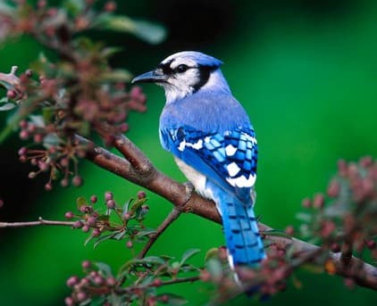 Foto de Blue Jay (Cyanocitta cristata)