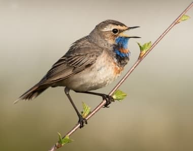 Foto de Bluethroat (Luscinia svecica)